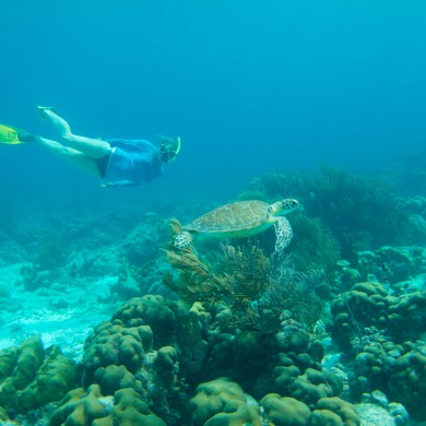 Snorkeling Turtle - Bonaire