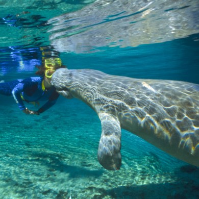 Kissing Manatees - Florida