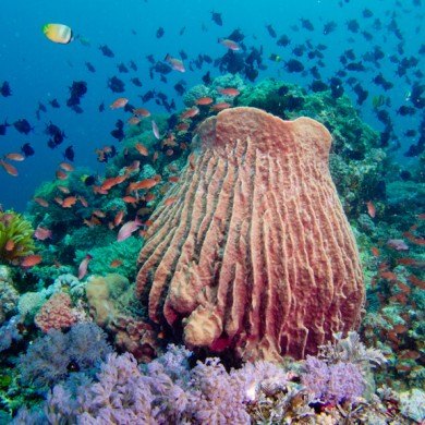 Reef Scene - Philippines