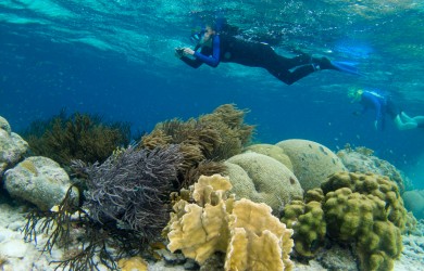 Snorkeling Shallow Reef - Bonaire