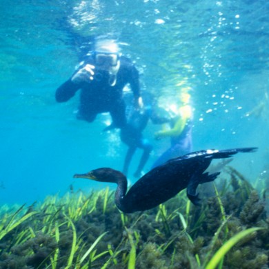 Snorkeling Birds - Florida