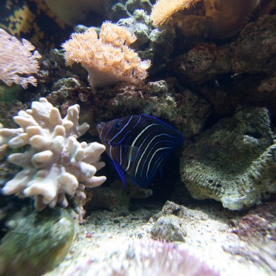 Juvenile Fish - Fiji