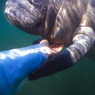 Touching Manatees - Florida