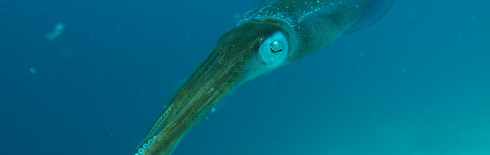 Squid - Bonaire