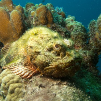 Scorpionfish - Bonaire