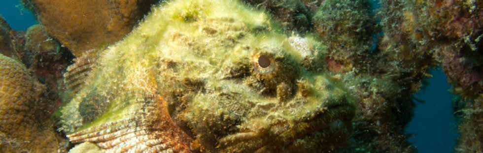 Scorpionfish - Bonaire