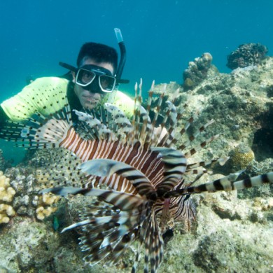 Snorkeling Lionfish - Philippines