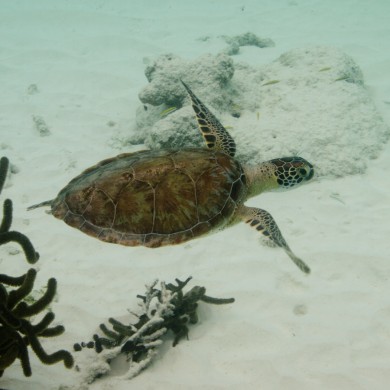 Three-legged Turtle - Bonaire