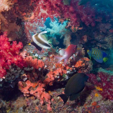 Softcoral Reef Fish - Fiji