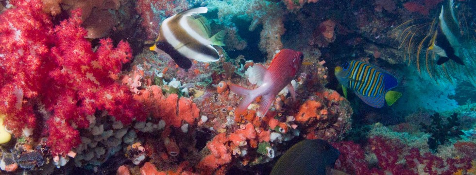Softcoral Reef Fish - Fiji