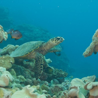 Turtle - Fiji