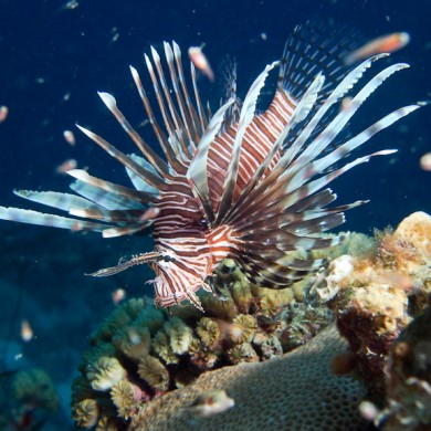Lionfish - Bonaire
