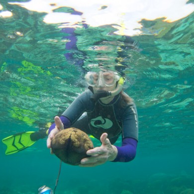 Pillow Starfish - Philippines