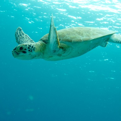 Turtle - Bonaire