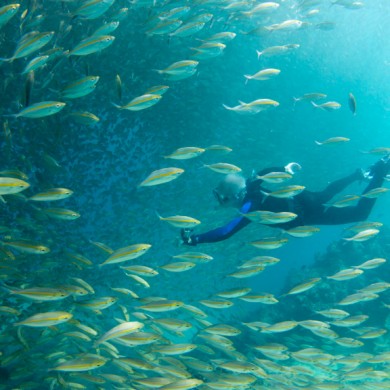 Snorkeling Fish - Philippines