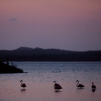 Flamingos Sunset - Bonaire