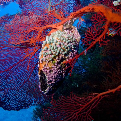 Colorful Sponge - Fiji