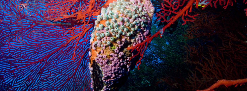 Colorful Sponge - Fiji