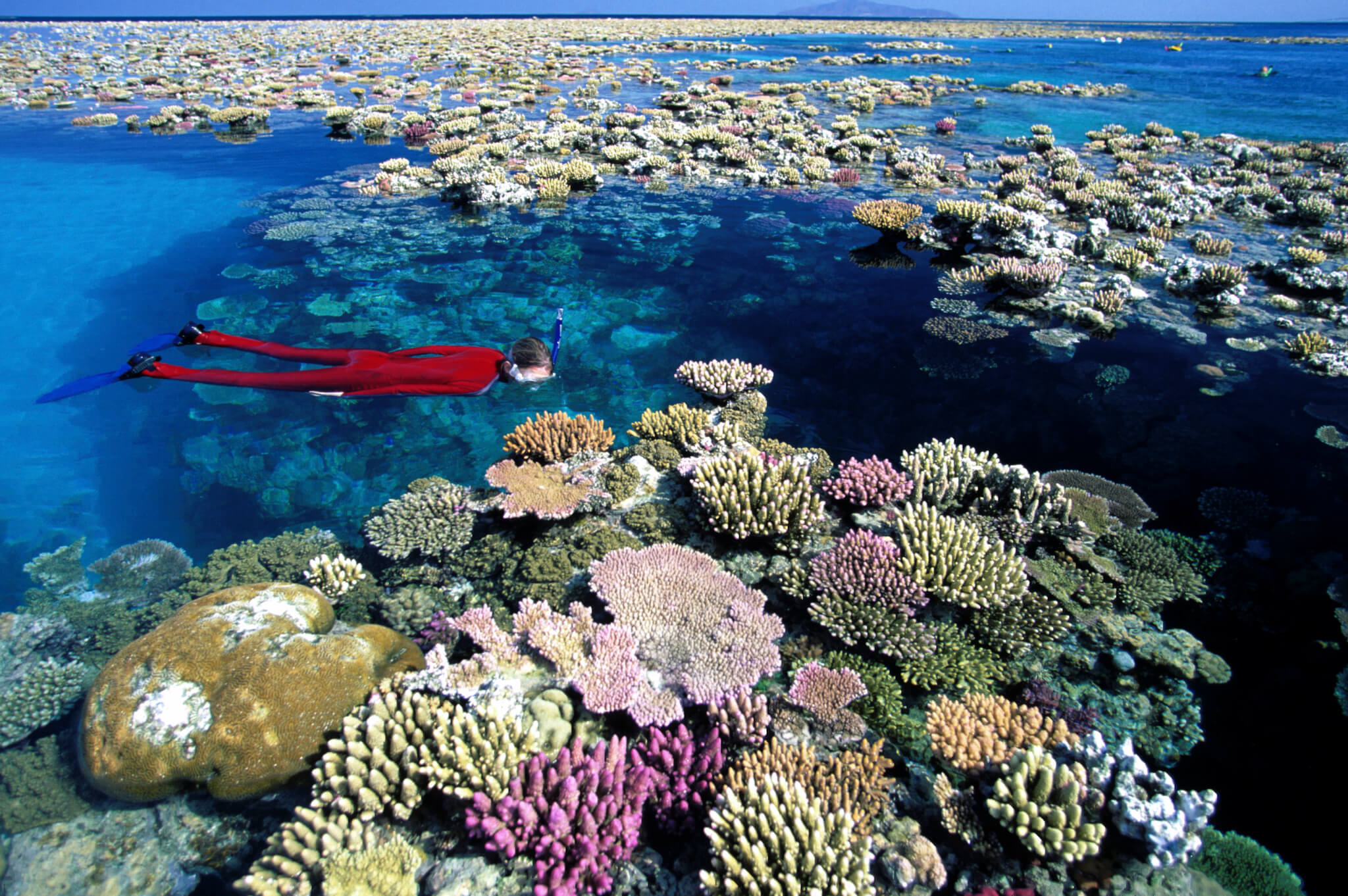 Great Barrier Reef Photo Gallery - Sea for Yourself - Snorkeling Safaris
